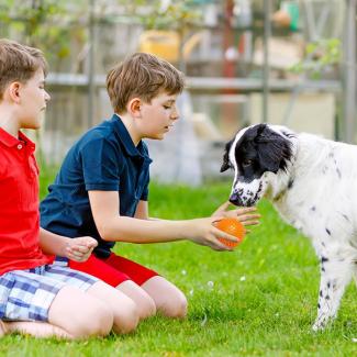 Pet toys