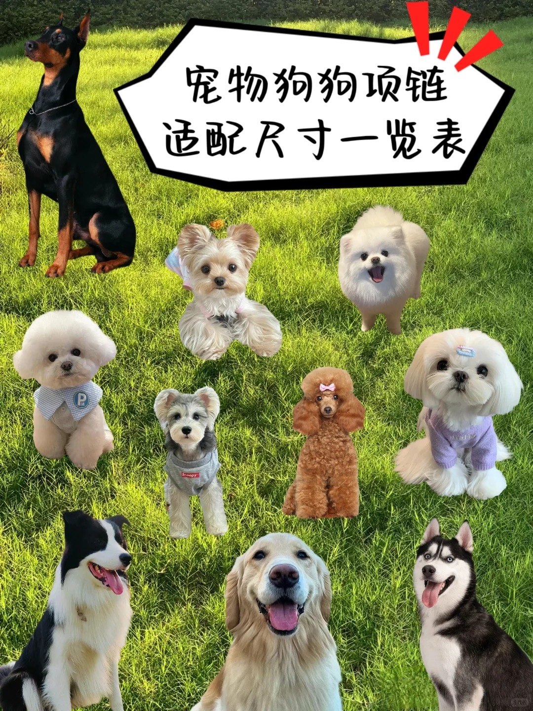 狗狗项链怎么选最适合？尺寸指南一目了然！_1_LuLu Store_来自小红书网页版.jpg