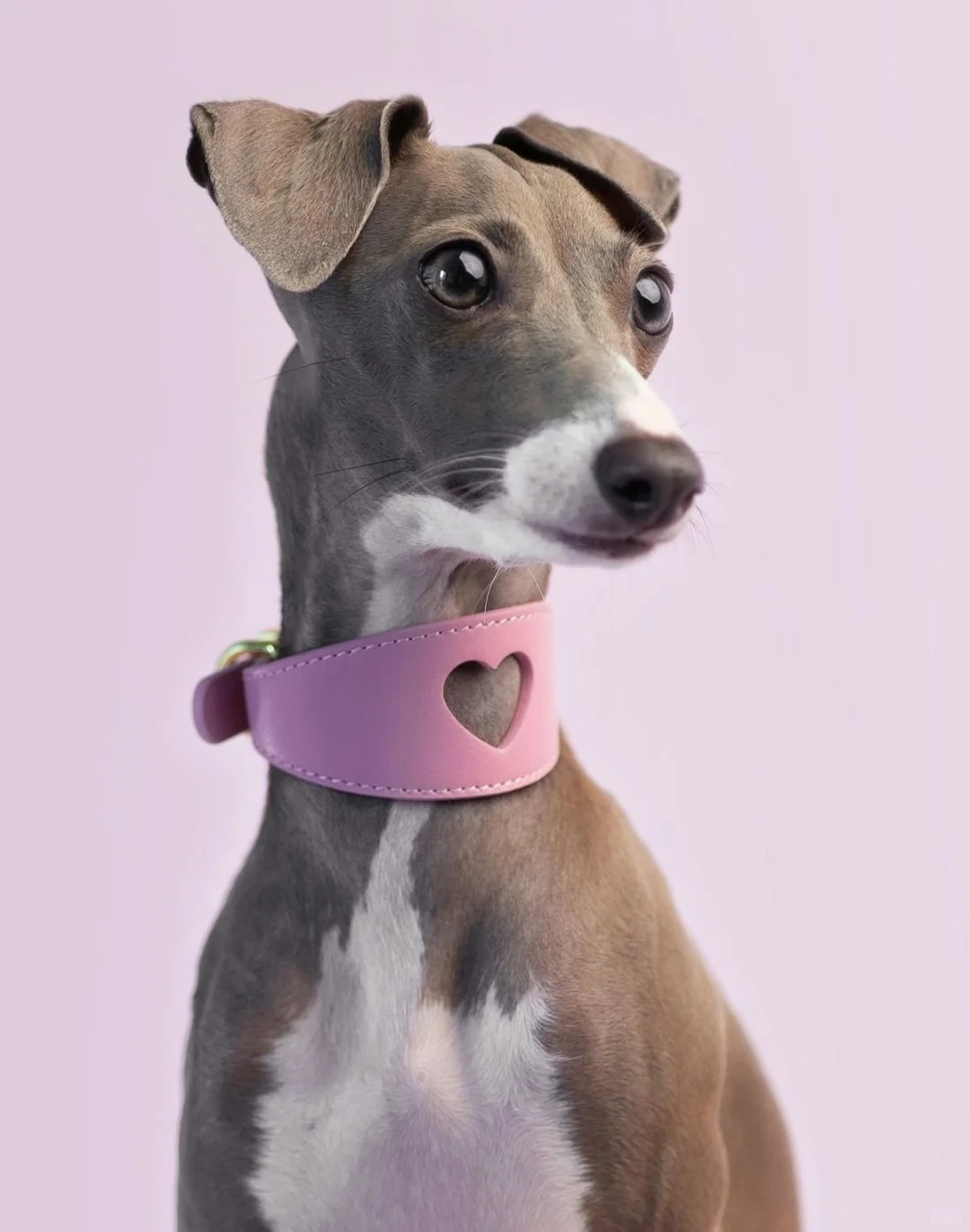 Leather dog collar.jpg