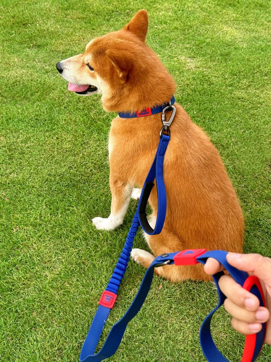 Wholesale Dog Collars and Leads.jpg