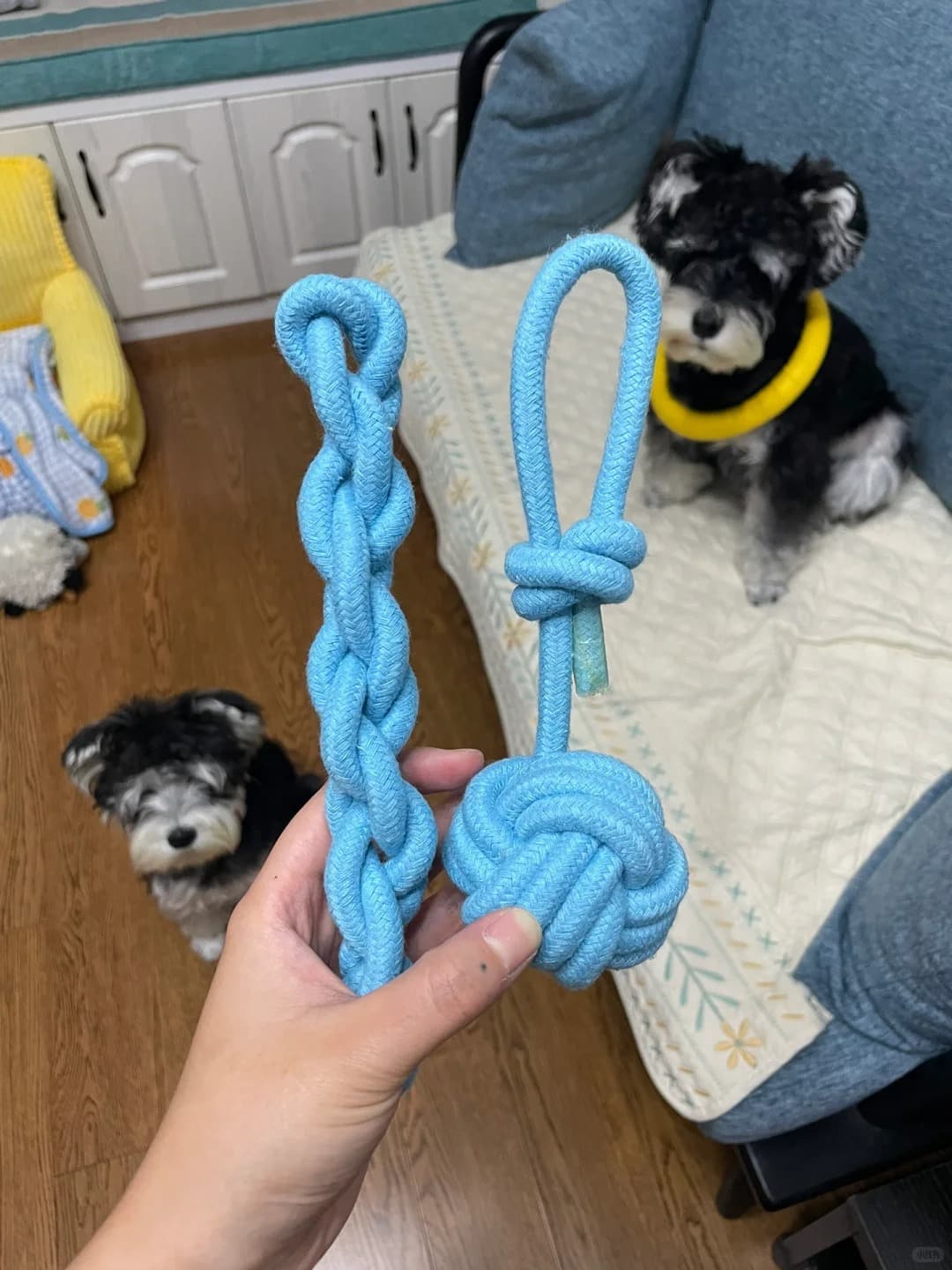 1761974440982202.jpg rope toys.jpg
